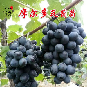 【原价20元/斤活动价买一斤送一斤】摩尔多瓦葡萄4斤装，从枝尖到舌尖、入口莹润多汁(1)(1)