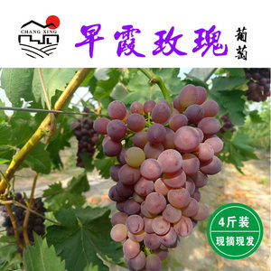 【长兴农业】早霞玫瑰葡萄4斤装，当天采摘顺丰发货