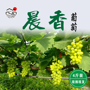 【新品预售】有机晨香葡萄4斤装，从枝尖到舌尖