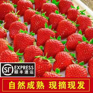 【顺丰包邮】新鲜草莓3斤/箱  现摘现发