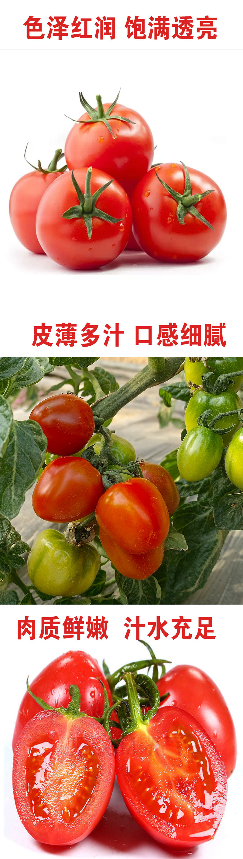 圣女果祥情页_03.jpg
