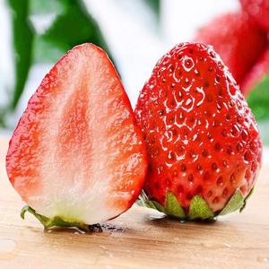 【山东长兴农业】新鲜草莓3斤装   现摘现发